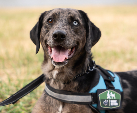 A brown dog wearing a Warriors' Best Friend harness.